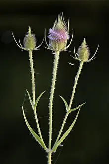 Wild Teasel Germany Prints: Wild teasel (Dipsacus fullonum)