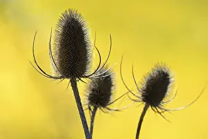 Rhineland Palatinate Nature Prints: Wild teasel (Dipsacus fullonum)