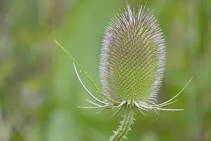 Wild Teasel Prints: Wild teasel (Dipsacus fullonum)