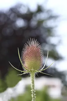 Central Europe Blossom Prints: Wild teasel (Dipsacus fullonum)