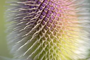 Central Europe Florals Prints: Wild teasel (Dipsacus fullonum)