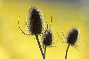 Rhineland Palatinate Nature Prints: Wild teasel (Dipsacus fullonum)