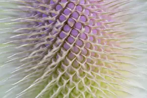 Wild Teasel Prints: Wild teasel (Dipsacus fullonum)