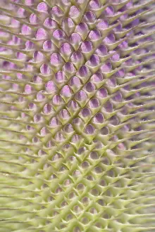 Wild Teasel Prints: Wild teasel (Dipsacus fullonum)