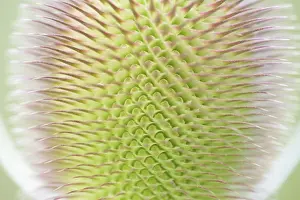 Wild Teasel Prints: Wild teasel (Dipsacus fullonum)