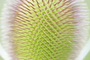 Close Up Plant Details Prints: Wild teasel (Dipsacus fullonum)