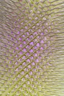 Wild Teasel Prints: Wild teasel (Dipsacus fullonum)