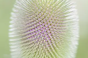 Wild Teasel Prints: Wild teasel (Dipsacus fullonum)