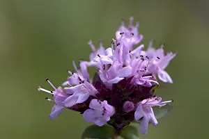 Close Up Macro Photos Prints: Wild thyme (thymus serpyllum)