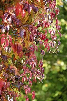 German Wine Growing Region Prints: Wild vine (Vitis vinifera subsp)