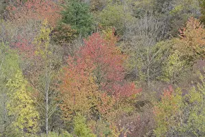 Autumn Foliage Germany Prints: Wild vineyard with deciduous trees