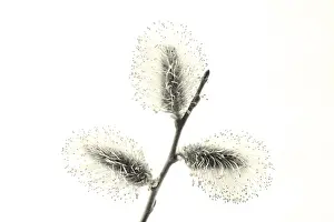 Nature Botany Images Prints: Willow