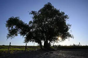 Deciduous Tree Silhouette Prints: Willow in the backlight, with sun star