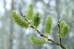 Deserted Tree Branches Prints: Willow branch with bloomed leaf bud