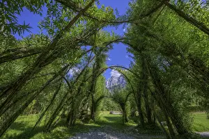 Steiermark Landscape Prints: Willow Dome in the background Planspitze