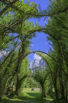 Admont Austria Prints: Willow Dome in the background Planspitze
