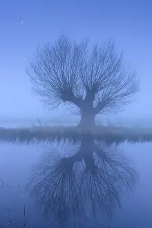 Foggy Evening Atmosphere Prints: Willow in fog at Dummer, Dummer See