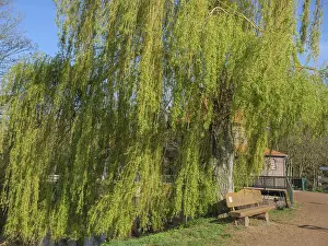 European Nature Scene Prints: A willow with hanging branches