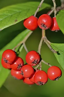 Central Europe Autumn Foliage Prints: Willow-leaved cotoneaster (Cotoneaster salicifolius flococcus)