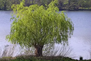 Botanical Garden Plants Prints: Willow in spring (Salix spec.)