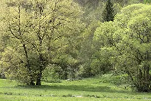 Bavaria Deciduous Trees Prints: Willow trees (Salix) in spring