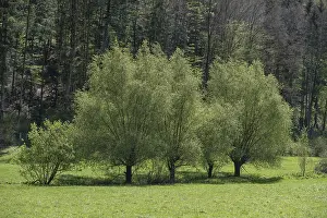 Uninhabited Bavarian Countryside Prints: Willow trees (Salix) in spring