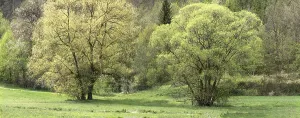 Central Europe Open Air Prints: Willow trees (Salix) in spring