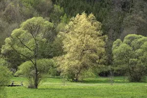 Willow Trees In Spring Prints: Willow trees (Salix) in spring