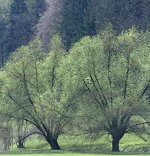 Southern Germany Landscapes Prints: Willow trees (Salix) in spring
