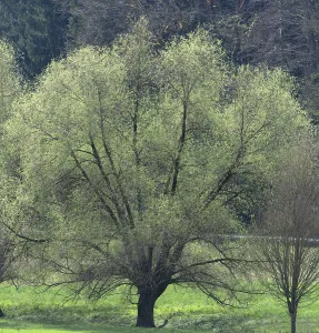 Southern Germany Landscapes Prints: Willow trees (Salix) in spring