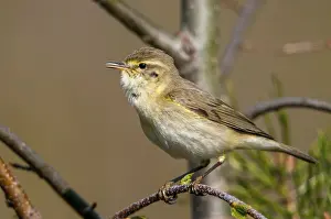 Phylloscopus Trochilus Prints: Willow Warbler leaf warbler, phylloscopus trochilus