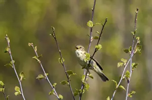 Phylloscopus Trochilus Prints: Willow Warbler leaf warbler, phylloscopus trochilus