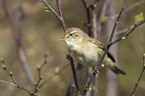 Phylloscopus Trochilus Prints: Willow Warbler leaf warbler, phylloscopus trochilus