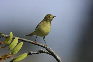 Common Chiffchaffs Prints: Willow Warbler, Phylloscopus collybita