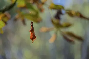 Autumnal Colored Plants Prints: Wilted leaf in autumn hangs on a thread
