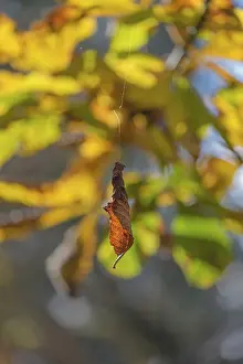 Central Europe Autumn Foliage Prints: Wilted leaf in autumn hangs on a thread