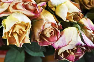 Detailed Flower Images Prints: Wilted roses, detail