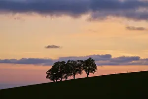Evening Atmosphere Europe Prints: Wind beeches at sunset with cloudy sky in spring
