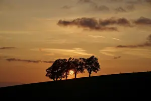 Atmospheric Evening Light Germany Prints: Wind beeches at sunset in spring