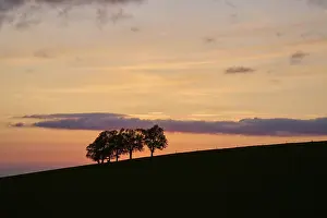 Springtime In Southern Germany Prints: Wind beeches at sunset in spring