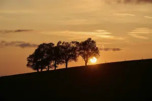 Deserted German Landscape Photography Prints: Wind beeches at sunset in spring