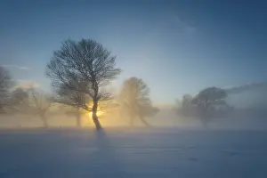 Southern Germany Winter Scenery Prints: Wind-bent beeches at sunset in winter