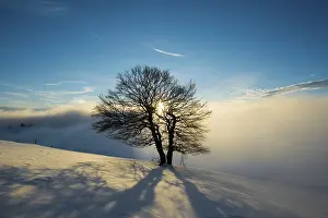 Schauinsland Landscape Prints: Wind-bent beeches at sunset in winter