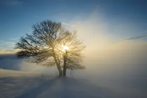 Evening Atmosphere In Nature Prints: Wind-bent beeches at sunset in winter
