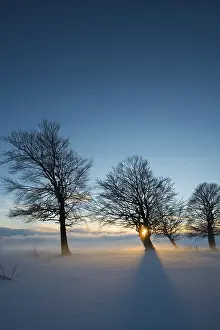 Evening Light In The Black Forest Prints: Wind-bent beeches at sunset in winter