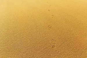 Deserted Icelandic Coastline Prints: Wind blowing over structures in the sand