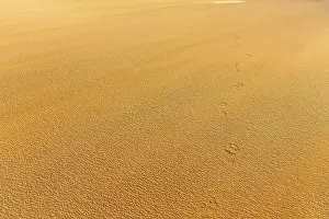Deserted Icelandic Coast Prints: Wind blowing over structures in the sand