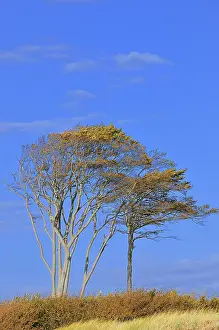 Northern Germany Nature Reserves Prints: Windblown beech (Fagus sylvatica) trees on beach