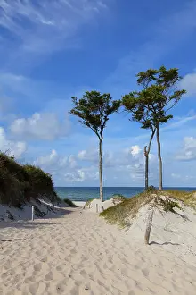 Baltic Sea Landscape Prints: Windfighter