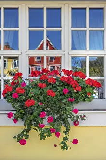 German Federal Republic Garden Prints: Window with geraniums (Pelargonium)